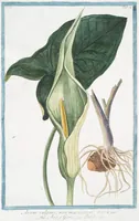 Picture 179 of 713 from Hortus Romanus plantaru (1772), leaf 179