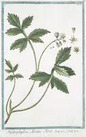 Picture 18 of 713 from Hortus Romanus plantaru (1772), leaf 18