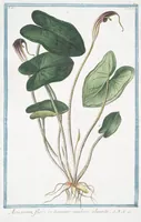 An illustration from Hortus Romanus plantaru (1772)