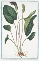 An illustration from Hortus Romanus plantaru (1772)