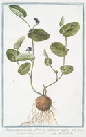 Picture 185 of 713 from Hortus Romanus plantaru (1772), leaf 185