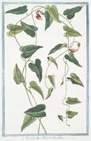 Picture 187 of 713 from Hortus Romanus plantaru (1772), leaf 187