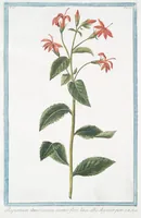Picture 188 of 713 from Hortus Romanus plantaru (1772), leaf 188