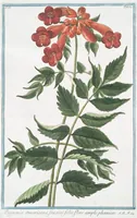 An illustration from Hortus Romanus plantaru (1772)