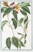 An illustration from Hortus Romanus plantaru (1772)