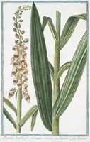 An illustration from Hortus Romanus plantaru (1772)
