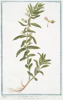 An illustration from Hortus Romanus plantaru (1772)
