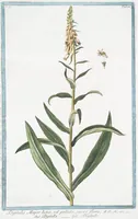 An illustration from Hortus Romanus plantaru (1772)