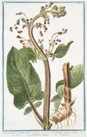 An illustration from Hortus Romanus plantaru (1772)