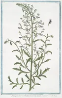 An illustration from Hortus Romanus plantaru (1772)