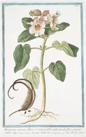 An illustration from Hortus Romanus plantaru (1772)