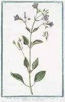 An illustration from Hortus Romanus plantaru (1772)