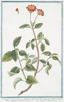 An illustration from Hortus Romanus plantaru (1772)
