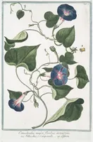 An illustration from Hortus Romanus plantaru (1772)