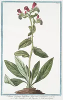 An illustration from Hortus Romanus plantaru (1772)
