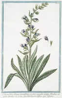 Picture 201 of 713 from Hortus Romanus plantaru (1772), leaf 201