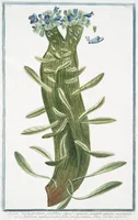 Picture 202 of 713 from Hortus Romanus plantaru (1772), leaf 202
