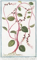 Picture 203 of 713 from Hortus Romanus plantaru (1772), leaf 203
