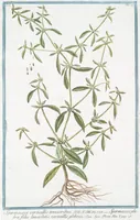 Picture 204 of 713 from Hortus Romanus plantaru (1772), leaf 204