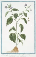 Picture 205 of 713 from Hortus Romanus plantaru (1772), leaf 205