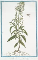 An illustration from Hortus Romanus plantaru (1772)