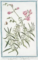 Picture 209 of 713 from Hortus Romanus plantaru (1772), leaf 209