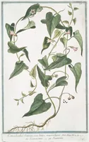 Picture 21 of 713 from Hortus Romanus plantaru (1772), leaf 21
