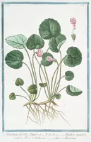 Picture 210 of 713 from Hortus Romanus plantaru (1772), leaf 210