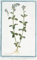 Picture 211 of 713 from Hortus Romanus plantaru (1772), leaf 211