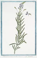 An illustration from Hortus Romanus plantaru (1772)