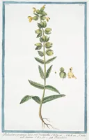 An illustration from Hortus Romanus plantaru (1772)