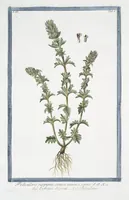 Picture 214 of 713 from Hortus Romanus plantaru (1772), leaf 214