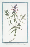 Picture 215 of 713 from Hortus Romanus plantaru (1772), leaf 215