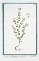 Picture 216 of 713 from Hortus Romanus plantaru (1772), leaf 216