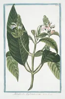 An illustration from Hortus Romanus plantaru (1772)