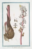 An illustration from Hortus Romanus plantaru (1772)