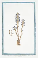 An illustration from Hortus Romanus plantaru (1772)