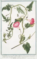 Picture 22 of 713 from Hortus Romanus plantaru (1772), leaf 22