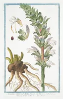 An illustration from Hortus Romanus plantaru (1772)