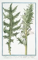 An illustration from Hortus Romanus plantaru (1772)