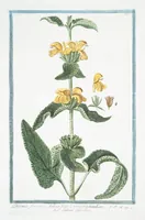 An illustration from Hortus Romanus plantaru (1772)