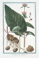 An illustration from Hortus Romanus plantaru (1772)