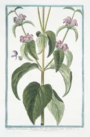 An illustration from Hortus Romanus plantaru (1772)