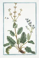 An illustration from Hortus Romanus plantaru (1772)