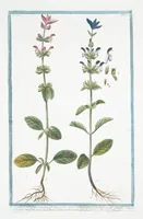 Picture 226 of 713 from Hortus Romanus plantaru (1772), leaf 226