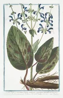 Picture 227 of 713 from Hortus Romanus plantaru (1772), leaf 227