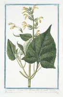 Picture 228 of 713 from Hortus Romanus plantaru (1772), leaf 228