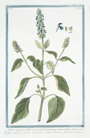 Picture 229 of 713 from Hortus Romanus plantaru (1772), leaf 229