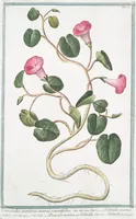 An illustration from Hortus Romanus plantaru (1772)
