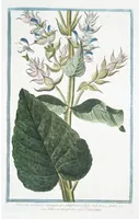 Picture 230 of 713 from Hortus Romanus plantaru (1772), leaf 230